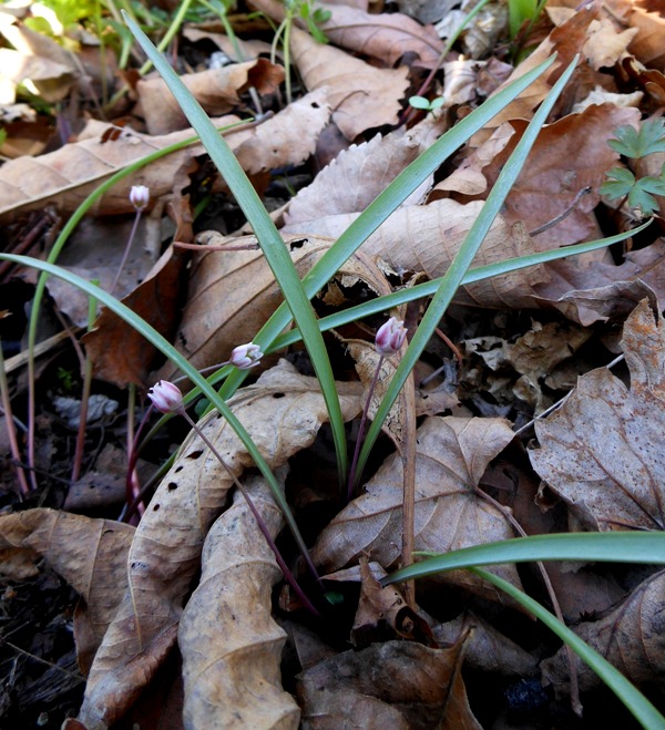 Image of Allium monanthum specimen.