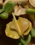 Tetraena dumosa