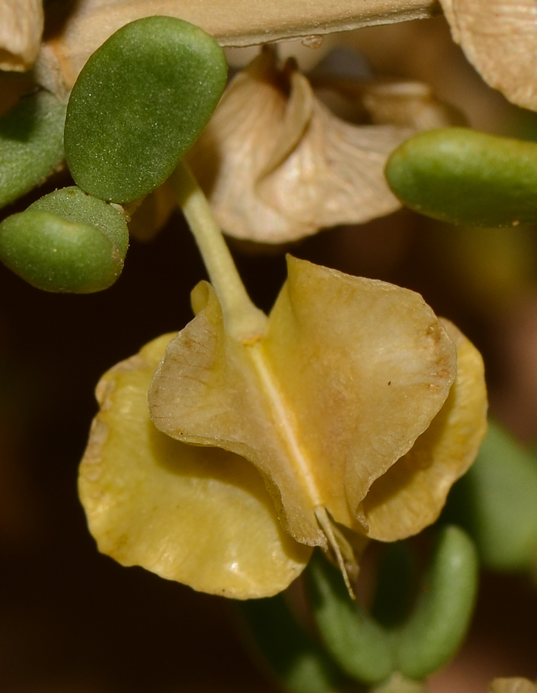 Image of Tetraena dumosa specimen.