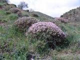 Onobrychis cornuta