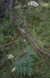 Angelica sylvestris