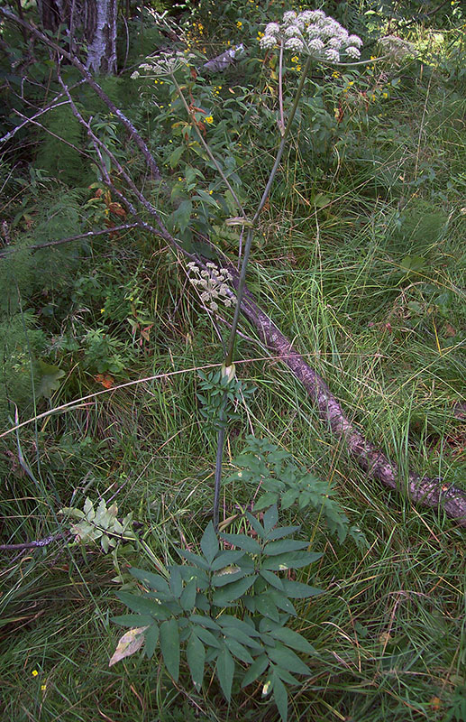 Image of Angelica sylvestris specimen.