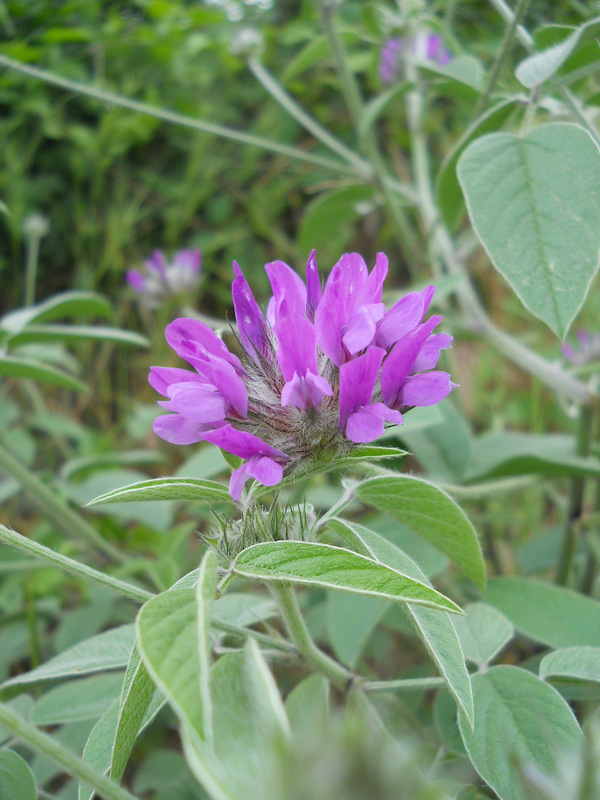 Image of Psoralea bituminosa ssp. pontica specimen.