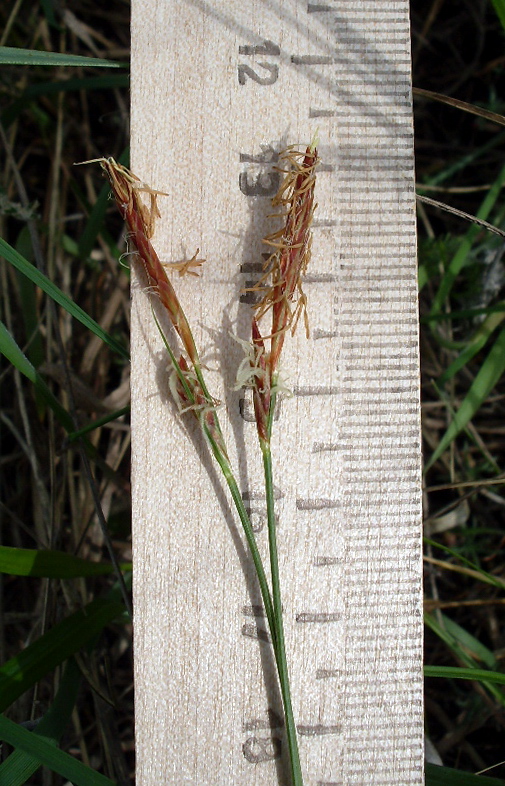 Image of Carex supina specimen.