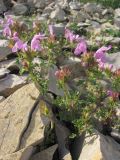 Lamium glaberrimum