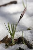 Crocus alatavicus