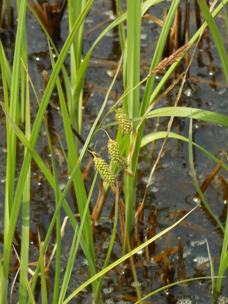 Изображение особи род Carex.