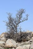 Amygdalus spinosissima. Куст на каменистом склоне в начале вегетации. Южный Казахстан, горы Каракус. 03.04.2012.