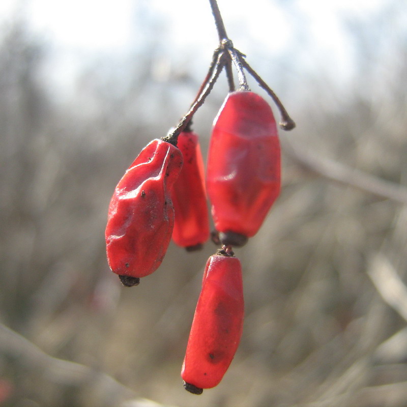 Image of genus Berberis specimen.