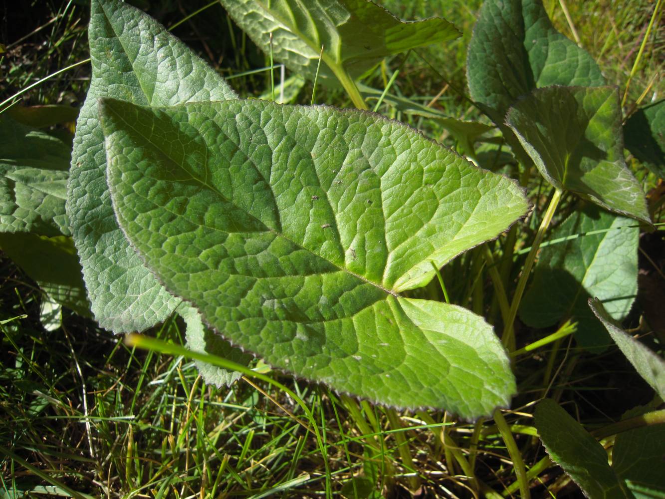 Image of Ligularia subsagittata specimen.