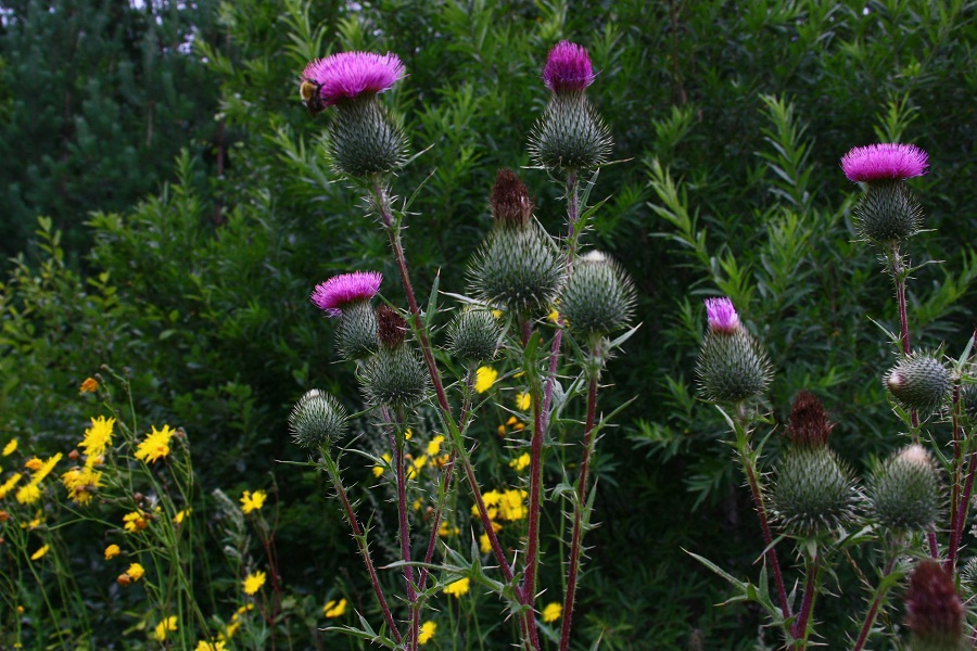 Image of Cirsium vulgare specimen.