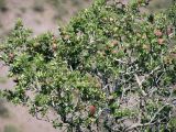 Amygdalus spinosissima. Ветви с незрелыми плодами. Узбекистан, Ташкентская обл., отроги Чаткальского хребта над ж.-д. ст. Ходжикент. 10.05.2008.