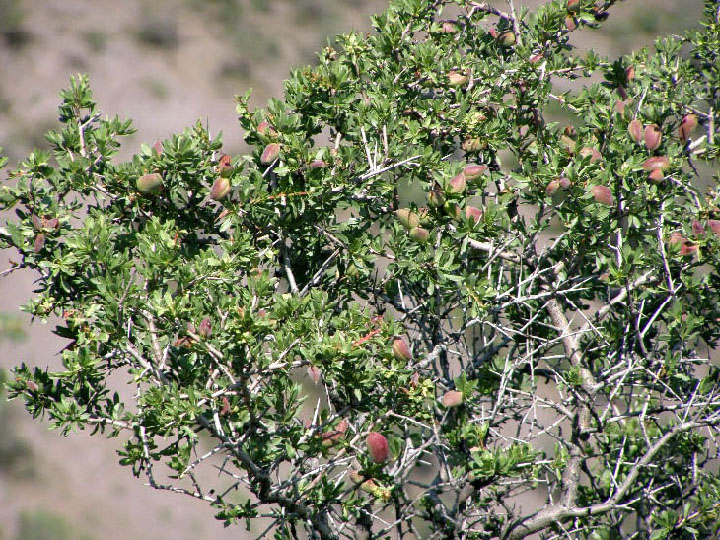 Изображение особи Amygdalus spinosissima.