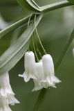 Polygonatum sewerzowii