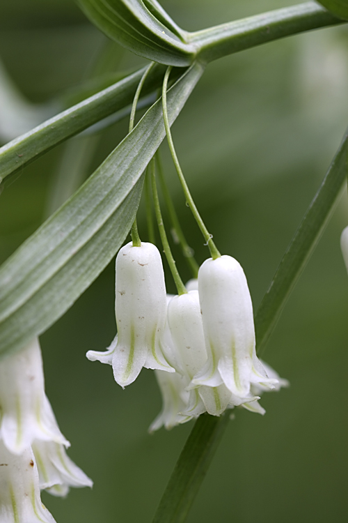 Изображение особи Polygonatum sewerzowii.