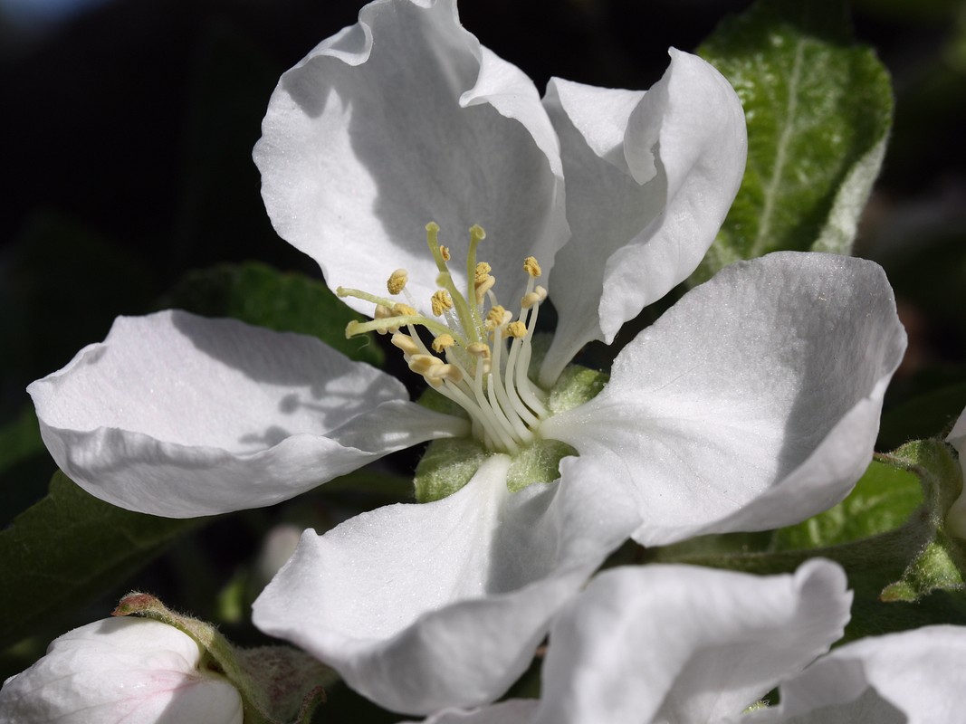 Изображение особи Malus domestica.