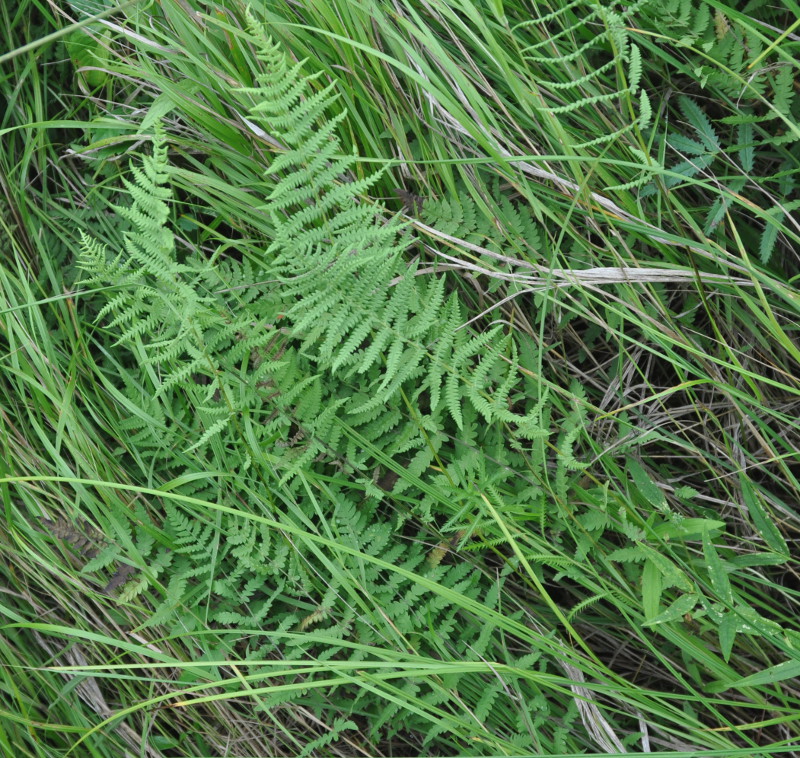 Изображение особи Thelypteris palustris var. pubescens.