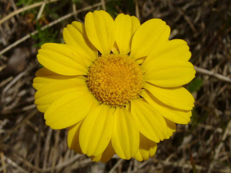 Image of Anthemis sosnovskyana specimen.
