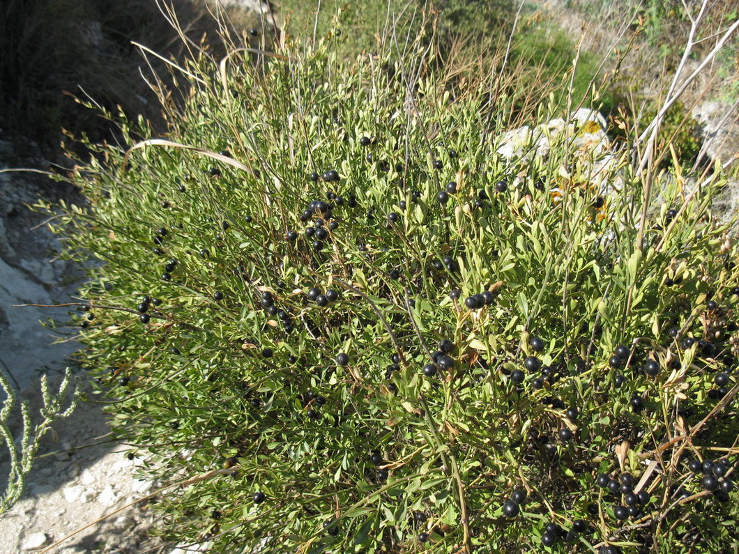 Image of Jasminum fruticans specimen.