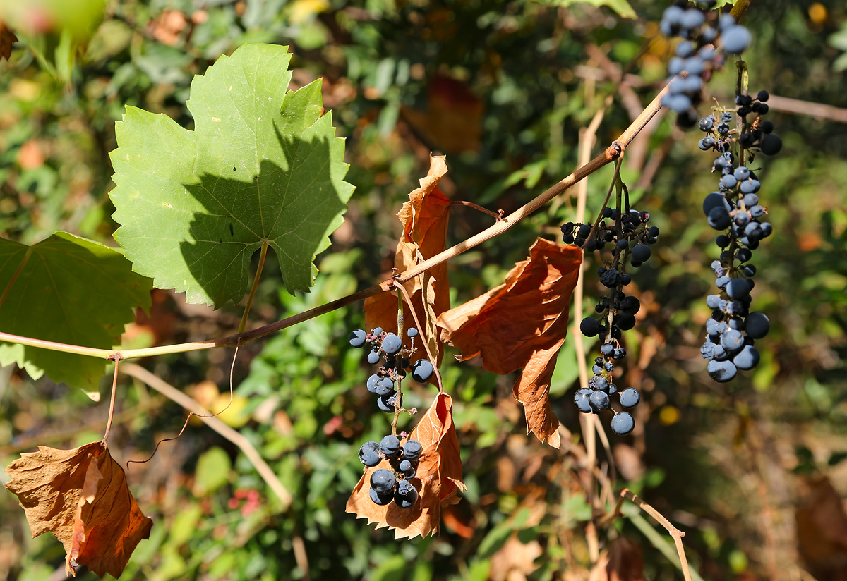 Image of Vitis gmelinii specimen.