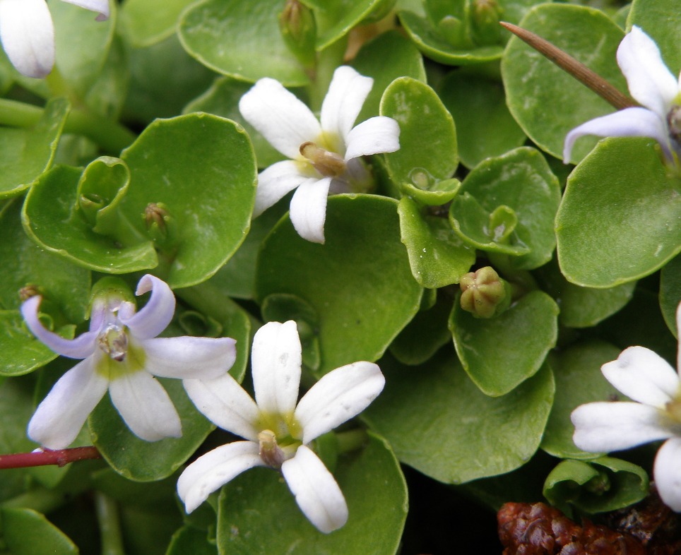 Изображение особи Lobelia arenaria.