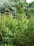 Vitex agnus-castus. Ветви с соплодиями. Венгрия, г. Будапешт, городской парк Варошлигет, территория замка Вайдахуняд. 01.09.2012.