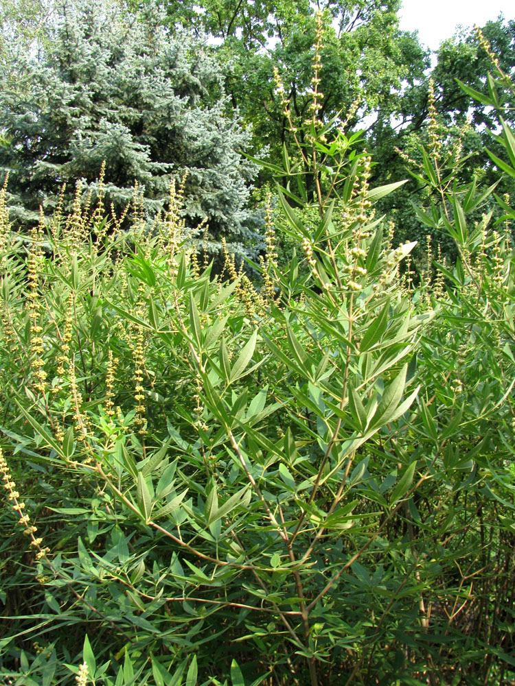 Image of Vitex agnus-castus specimen.