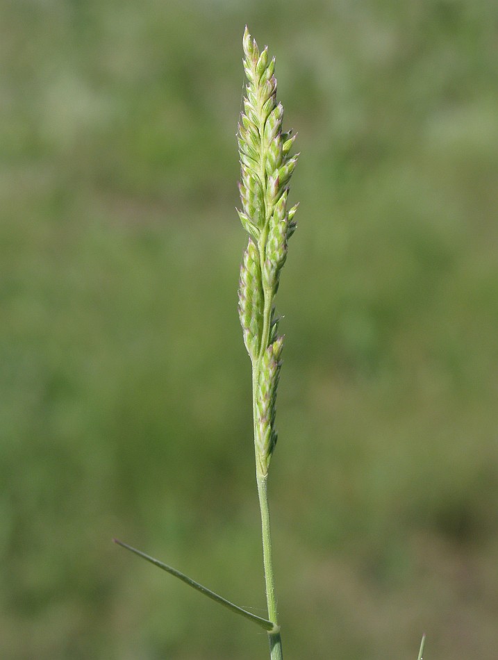 Image of Aeluropus littoralis specimen.