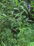 Salix dasyclados Wimm. × Salix myrsinifolia