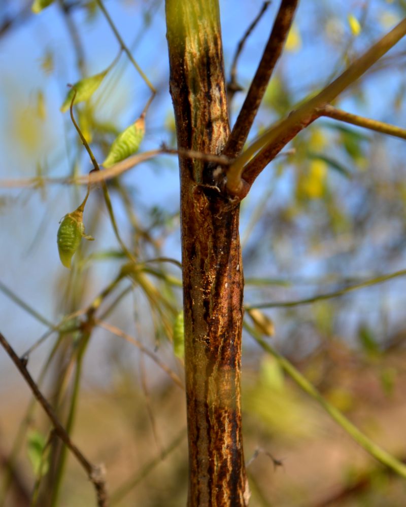 Изображение особи Melilotus polonicus.