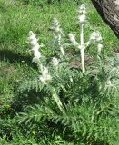 Phlomoides laciniata. Вегетирующее растение с молодыми цветоносами. Израиль, Иерусалим, ботсад. Март 2011 г.