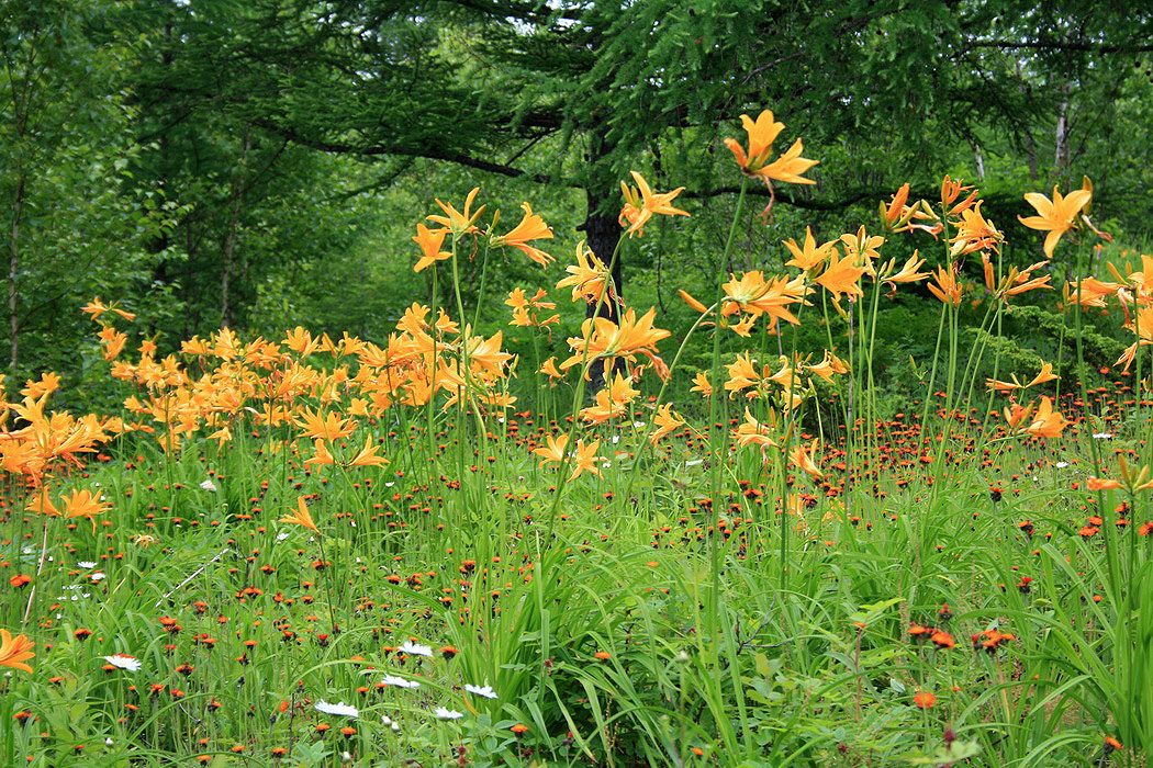 Image of Hemerocallis esculenta specimen.