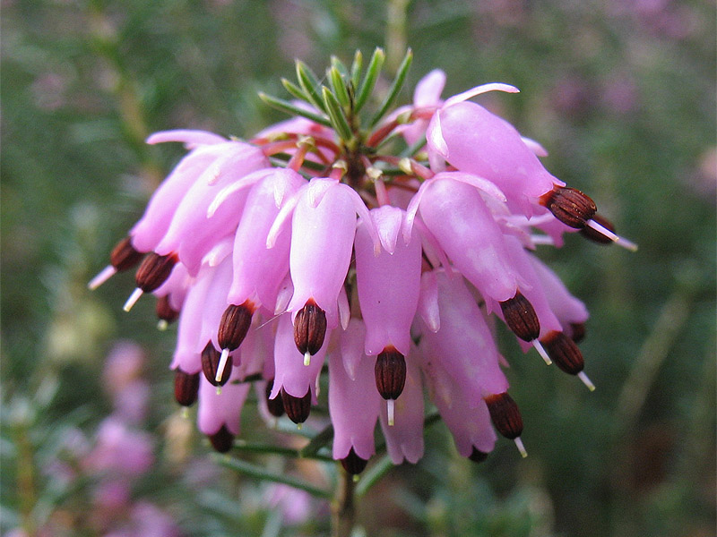 Image of Erica carnea specimen.