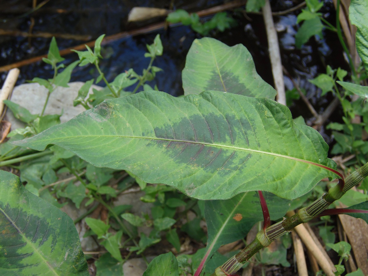 Image of Persicaria maculosa specimen.