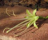 Image of taxon representative. Author is Татьяна Мальчинская