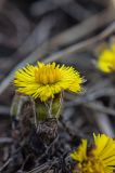 Tussilago farfara