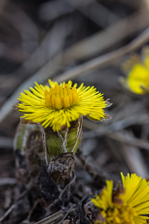 Image of Tussilago farfara specimen.