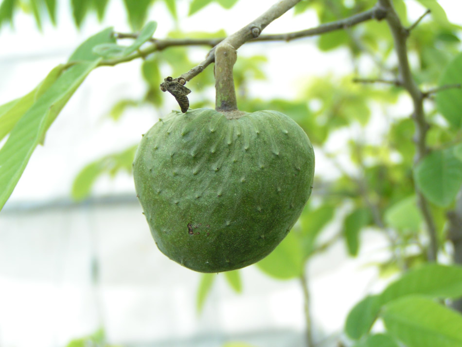 Image of Annona cherimola specimen.
