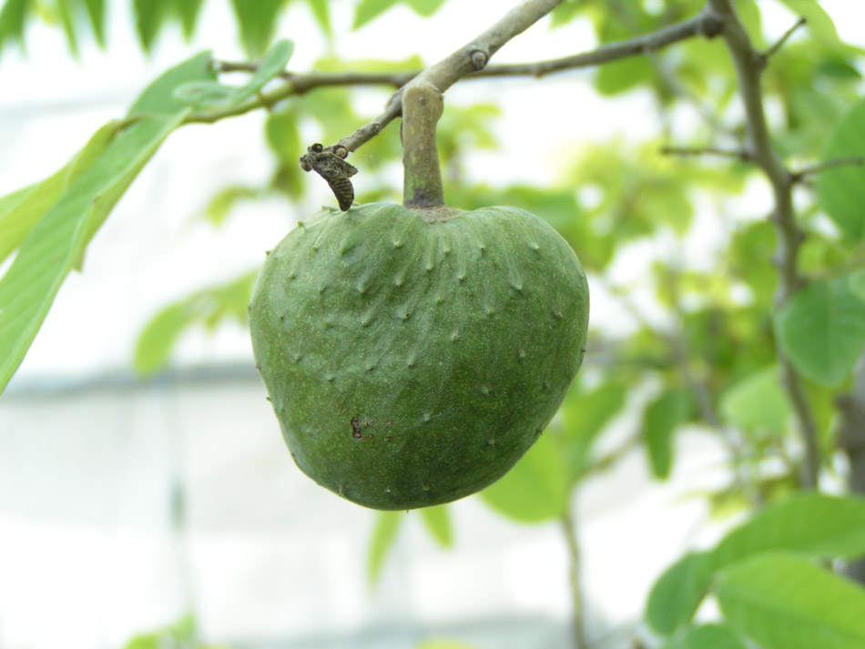 Изображение особи Annona cherimola.