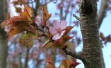 Cerasus sachalinensis. Часть ветви с цветком ('Rancho'). Германия, г. Кемпен, у прогулочной дорожки. 19.04.2013.