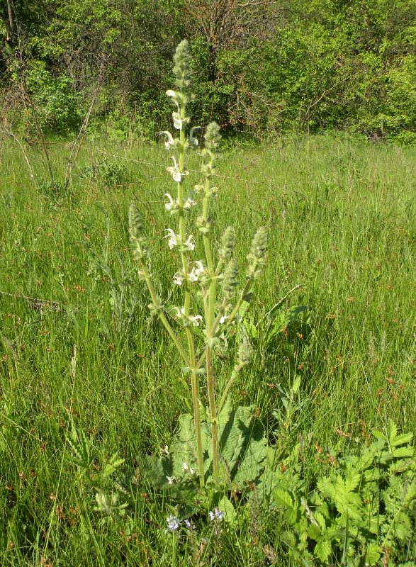 Image of Salvia revelata specimen.