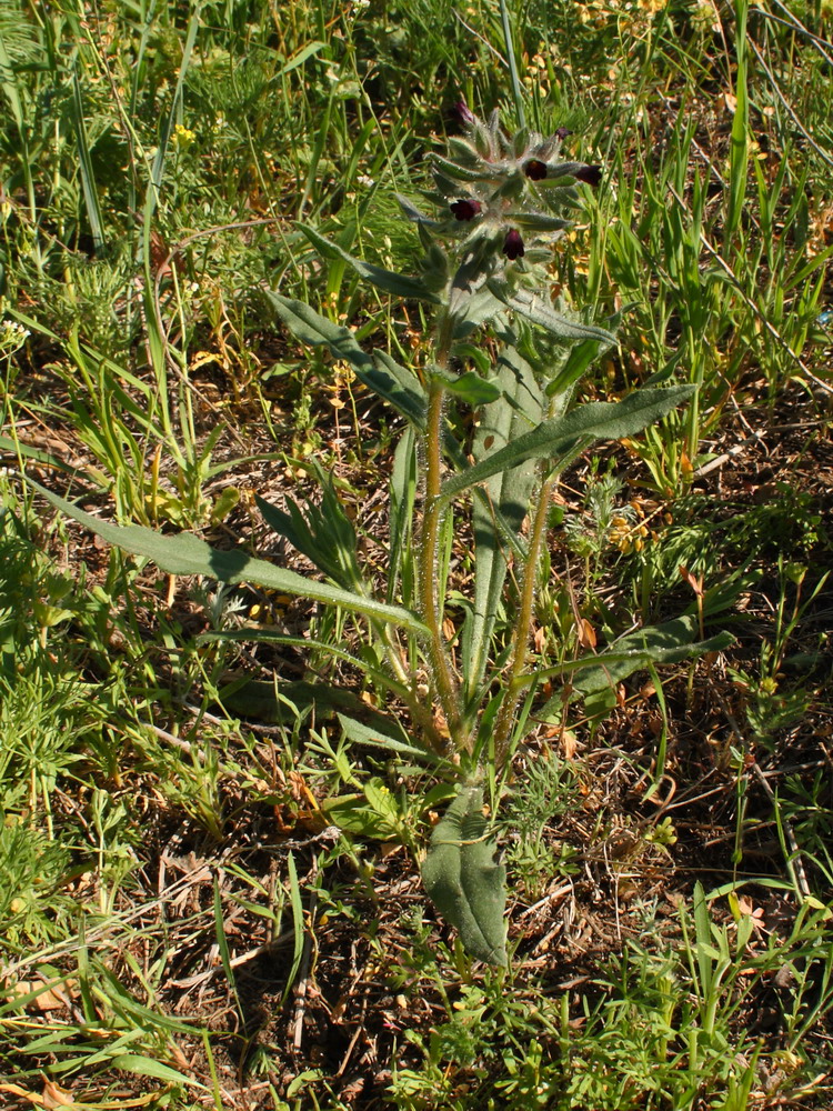 Image of Nonea rossica specimen.