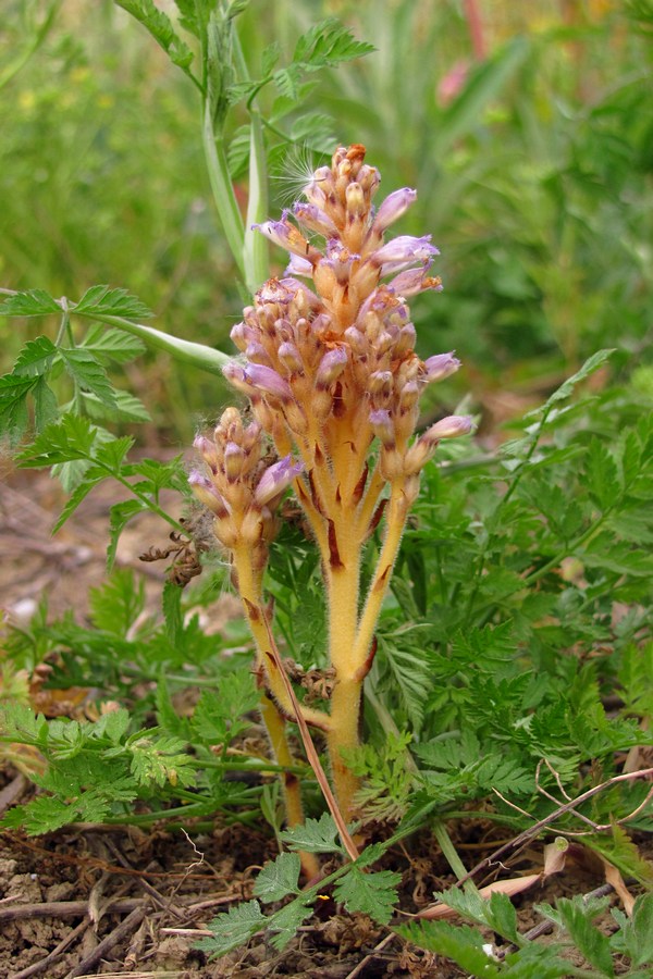 Image of Phelipanche ramosa specimen.