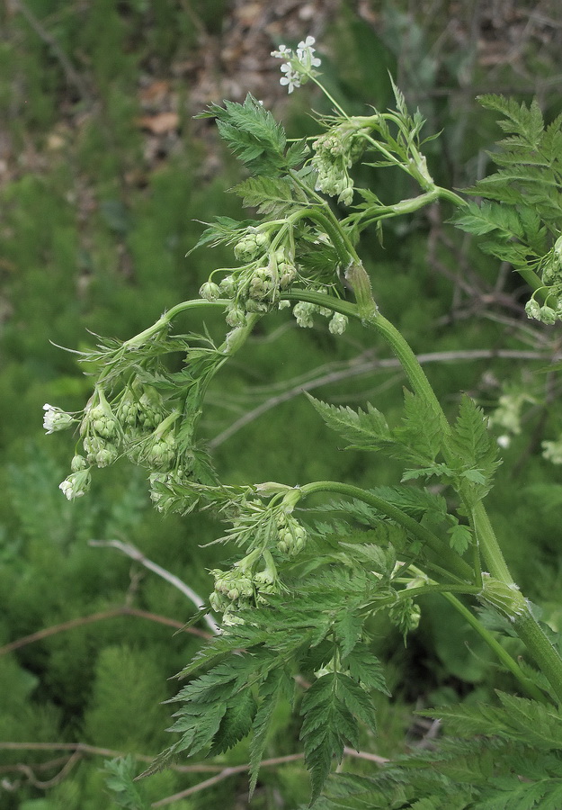 Изображение особи Anthriscus sylvestris.