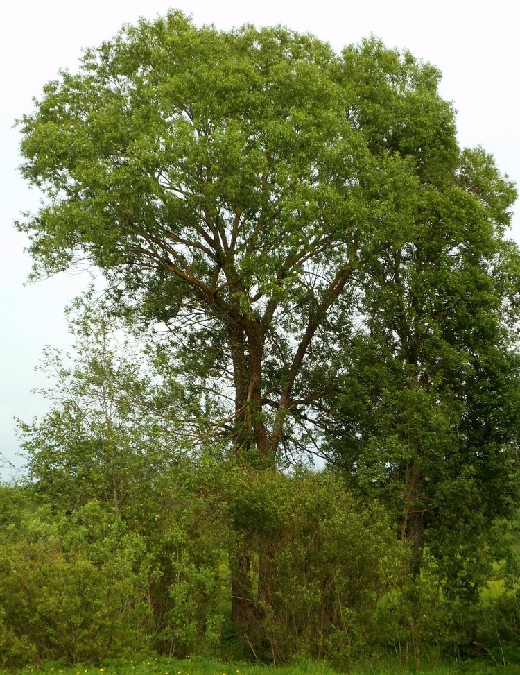Image of Salix &times; meyeriana specimen.