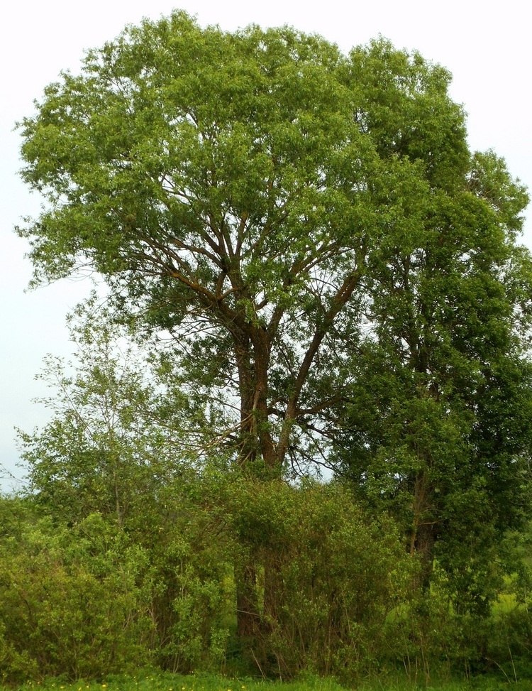 Изображение особи Salix &times; meyeriana.