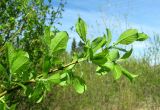 род Salix. Верхушка ветви с молодыми побегами. Архангельская обл., Пинежский р-н, окр. Пинежского заповедника, луг вблизи р. Пинега. 29.05.2013.