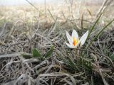 Crocus reticulatus