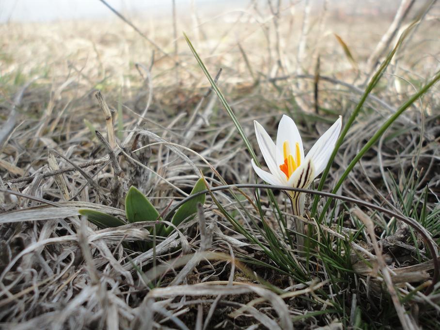 Изображение особи Crocus reticulatus.