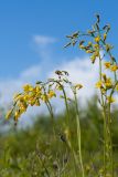 Crepis praemorsa